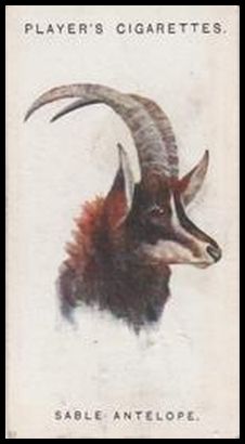 1 Sable Antelope
